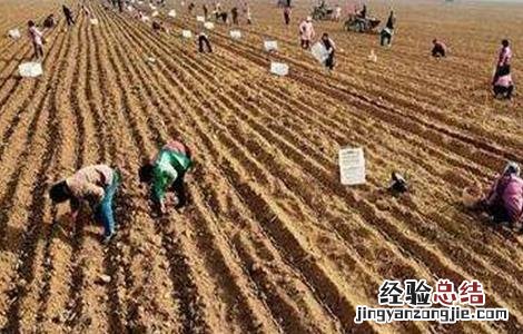 山药的种植注意事项 种植山药需要注意什么