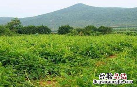 山药的种植注意事项 种植山药需要注意什么
