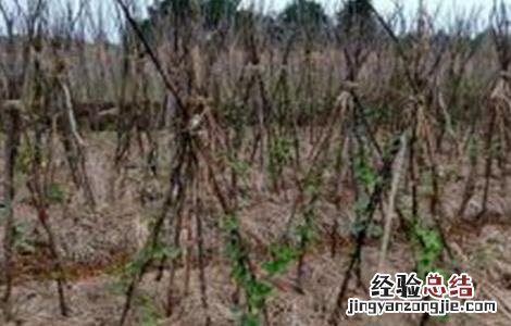 山药的种植注意事项 种植山药需要注意什么