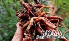 红活麻根的功效与作用 麻根的功效与作用