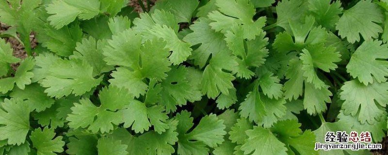 香菜什么时候种植不抽苔 香菜什么时候种植