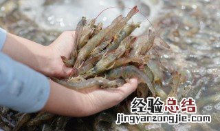 自制虾酱的制作方法 自制虾酱的制作方法视频