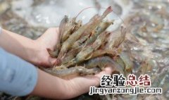 虾酱的制作方法 虾酱的制作方法图片