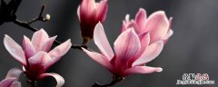 玉兰花句子朋友圈 玉兰花怎么发朋友圈