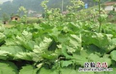 大黄的种植技术和亩产效益 大黄的种植技术