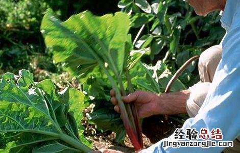 大黄的种植技术和亩产效益 大黄的种植技术