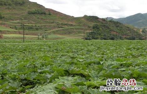 大黄的种植技术和亩产效益 大黄的种植技术