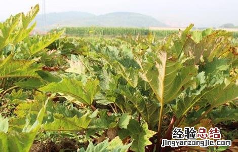 大黄的种植技术和亩产效益 大黄的种植技术