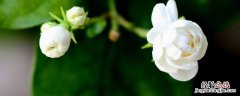 茉莉花香对人体好不好 茉莉花香对人体有什么影响