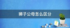 狮子公母怎么区分图片 狮子公母怎么区分