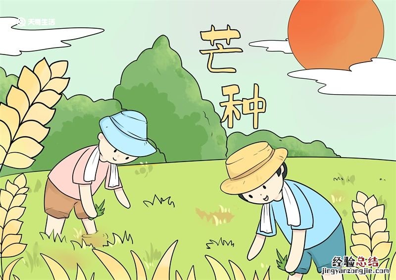 芒种简笔画 芒种简笔画图片大全 简单 彩色