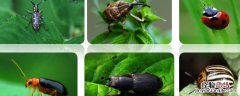 缨翅目害虫有哪些 缨翅目昆虫如何防治