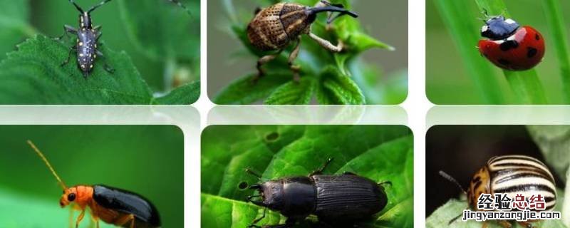 缨翅目害虫有哪些 缨翅目昆虫如何防治