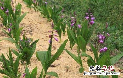 白芨的田间管理要点 白芨冬季管理