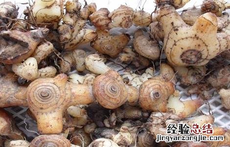 白芨的田间管理要点 白芨冬季管理