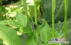 半夏怎么种植技术 半夏该怎么繁殖