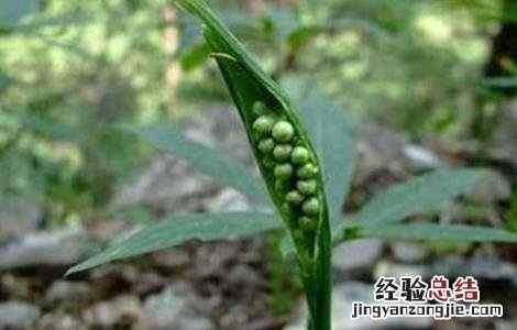 半夏怎么种植技术 半夏该怎么繁殖
