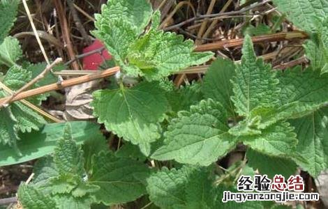 藿香种植的注意事项是什么 藿香种植的注意事项