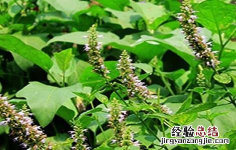 藿香种植的注意事项是什么 藿香种植的注意事项