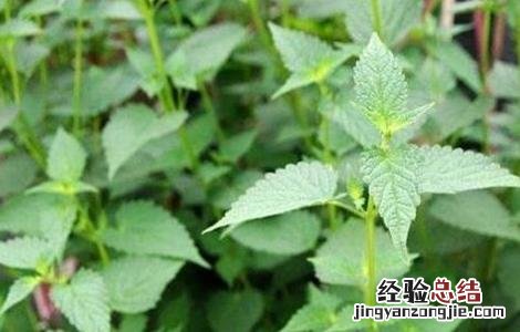 藿香种植的注意事项是什么 藿香种植的注意事项