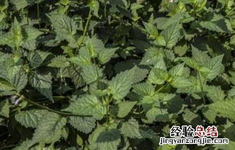 藿香种植的注意事项是什么 藿香种植的注意事项