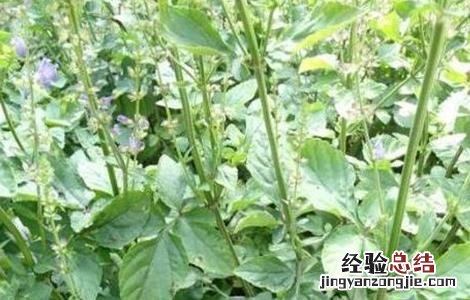 藿香种植的注意事项是什么 藿香种植的注意事项