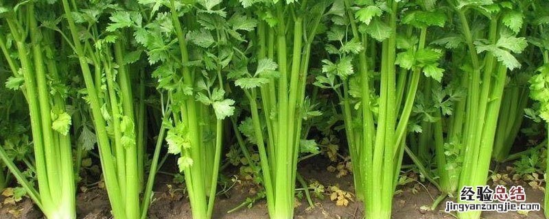 芹菜菌核病防治方法 芹菜菌核病的防治方法