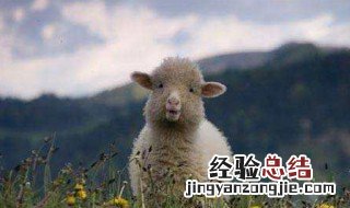 羊和人有区别吗 你知道吗？