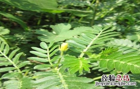 蒺藜怎样种 刺蒺藜种植