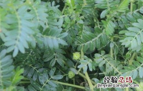 蒺藜怎样种 刺蒺藜种植