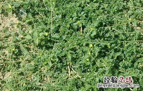 蒺藜怎样种 刺蒺藜种植