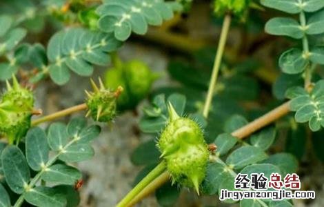 蒺藜怎样种 刺蒺藜种植