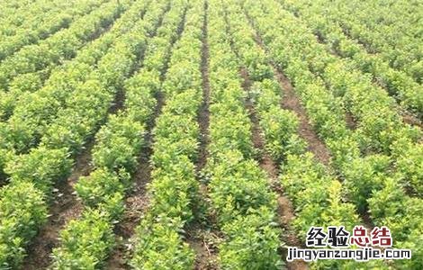 白术怎么育苗 白术如何育苗