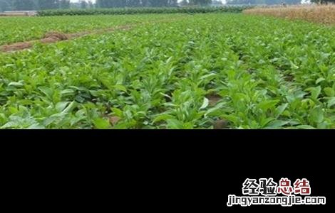 白术怎么育苗 白术如何育苗