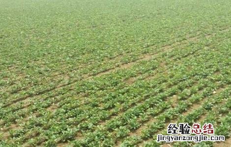 白术怎么育苗 白术如何育苗
