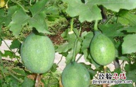 瓜蒌的田间管理技术 瓜蒌的田间管理技术要点