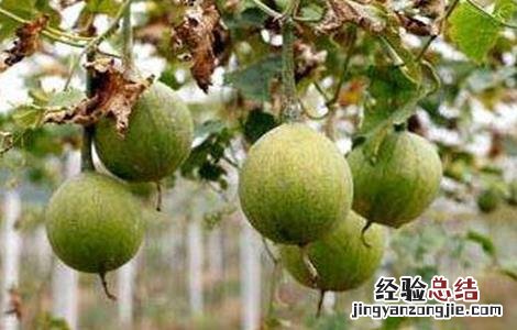 瓜蒌的田间管理技术 瓜蒌的田间管理技术要点