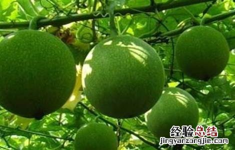 瓜蒌的田间管理技术 瓜蒌的田间管理技术要点