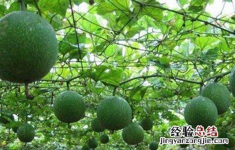 瓜蒌的田间管理技术 瓜蒌的田间管理技术要点