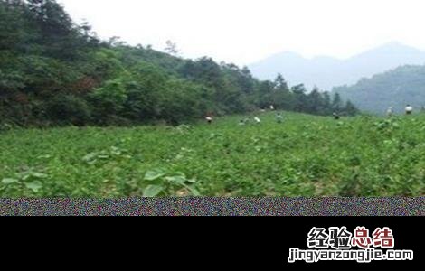 天麻怎样人工授粉 天麻怎么授粉