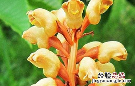 天麻怎样人工授粉 天麻怎么授粉