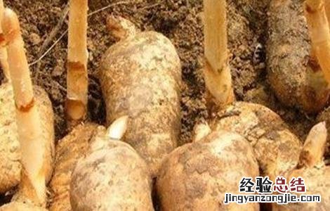 天麻怎样人工授粉 天麻怎么授粉