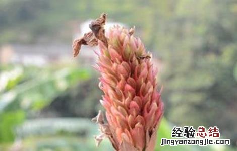 天麻怎样人工授粉 天麻怎么授粉