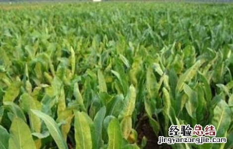 板蓝根施肥方案 板蓝根的高产施肥技术