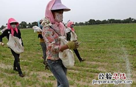 板蓝根施肥方案 板蓝根的高产施肥技术