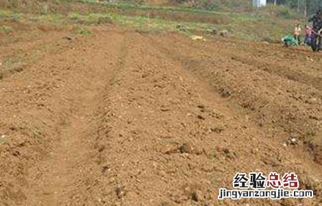 板蓝根施肥方案 板蓝根的高产施肥技术