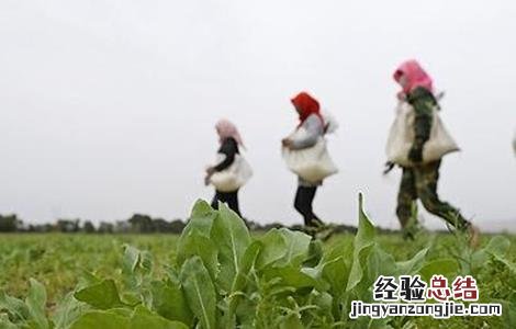 板蓝根施肥方案 板蓝根的高产施肥技术