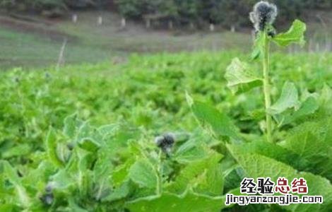 云木香的种植技术与方法 云木香的种植技术
