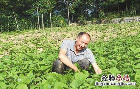 云木香的种植技术与方法 云木香的种植技术