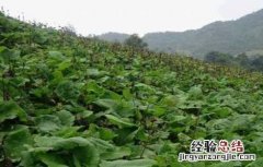 云木香的种植技术与方法 云木香的种植技术